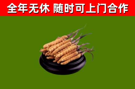 云岩区回收散虫草