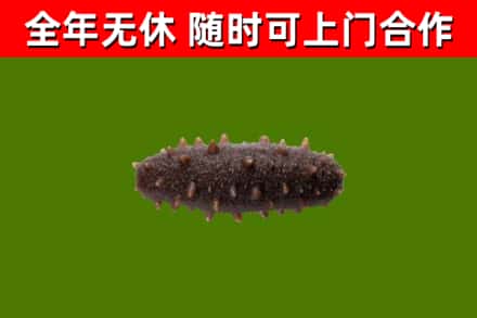 云岩区回收海参干